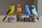 Birds from Brazil Web Selection