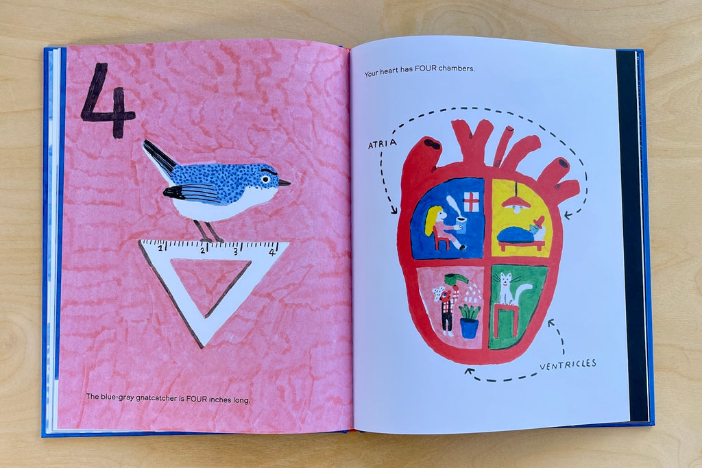 Illustration form Octopuses have Zero Bones by Anne Richardson with illustrations by Andrea Antinori.