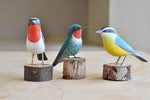 Birds from Brazil
