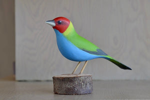 
            
                Load image into Gallery viewer, The Saira Cabeca Castanha Vermulha has a red head, green back and blue stomach.
            
        