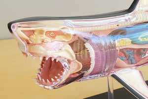 
            
                Load image into Gallery viewer, Shark Model is a Realistic 13&amp;quot; long anotomical Great White Shark model.  20 pieces with display stand. Learn the innerworkings of one of the most fearsome preditors of the ocean.
            
        