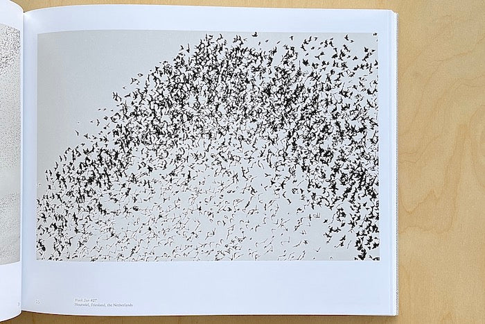 Birds from Black Sun by Søren Solkær.