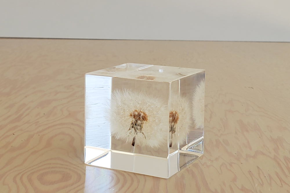 Sola Cube with Large Dandelion.